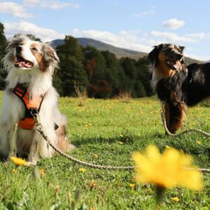 dogs-outdoors